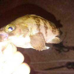 ぼちぼちメバリング