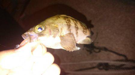 ぼちぼちメバリング