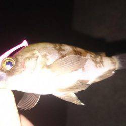 癒し系メバリング