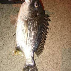 チビレ＆チーバス