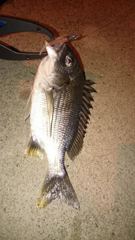 チビレ＆チーバス