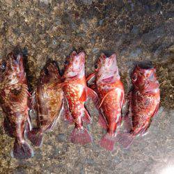 ショアジグあきらめ…餌釣りで♪