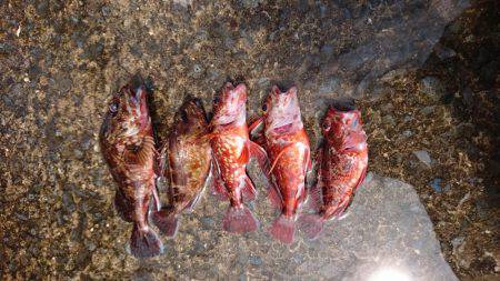 ショアジグあきらめ…餌釣りで♪