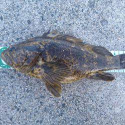 タケノコ尺超え。