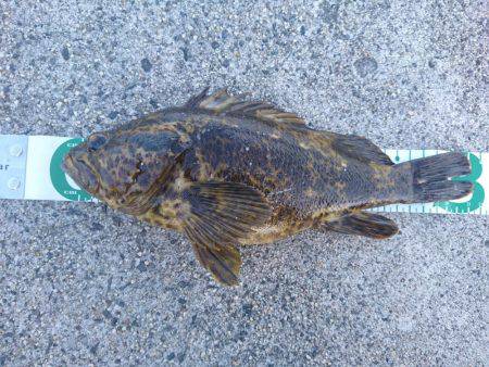 タケノコ尺超え。