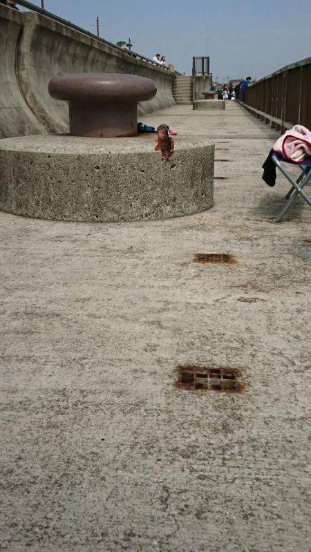 引き続き 胴突きで根魚釣り