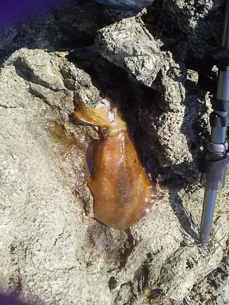 湯浅周辺でヤエンで2杯