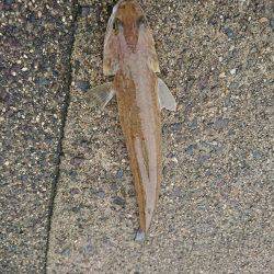 コウイカ狙い！