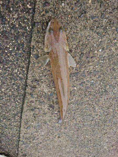 コウイカ狙い！