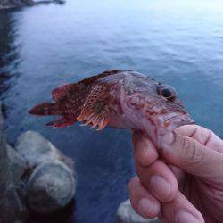 春イカを狙いに