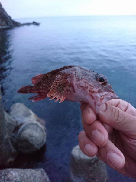 春イカを狙いに