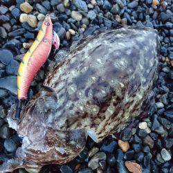 GWのコウイカは