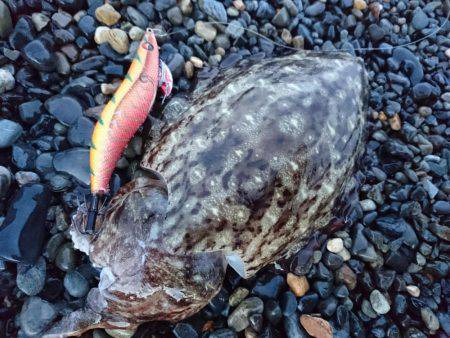 GWのコウイカは