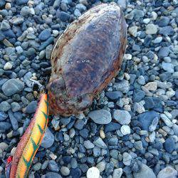 こどもの日コウイカエギング