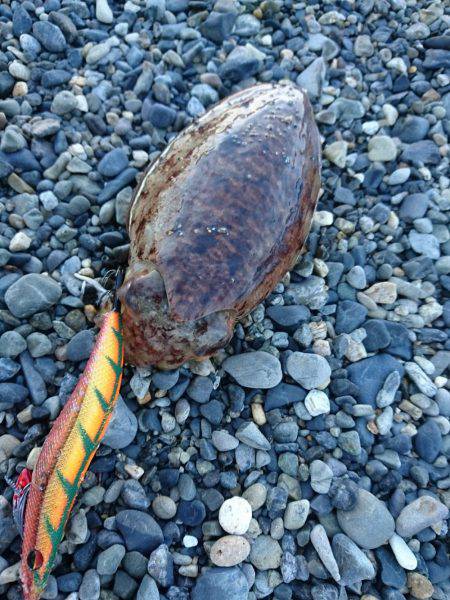 こどもの日コウイカエギング