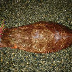 サーフエギング好調(*^^*)♪