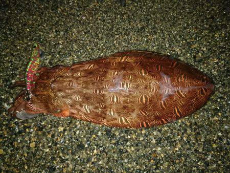 サーフエギング好調(*^^*)♪