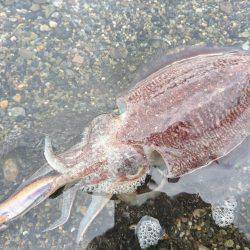 コウイカ絶好調