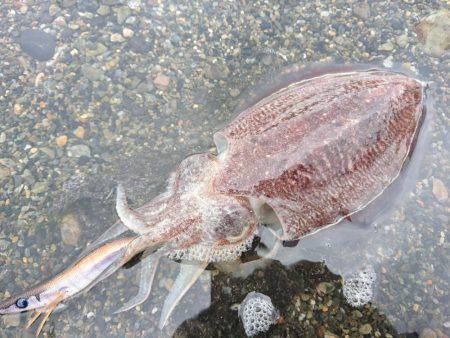 コウイカ絶好調