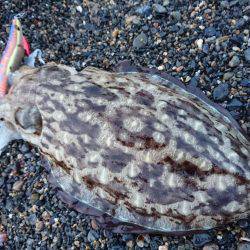 サーフエギング絶好調♪