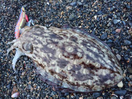 サーフエギング絶好調♪