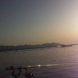 朝マズメ アジ調査