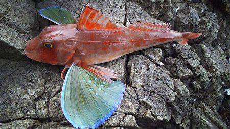 初釣果 海底を歩くヤツ