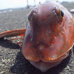 海底を歩くヤツ２