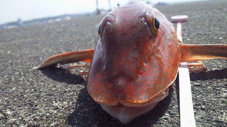 海底を歩くヤツ２