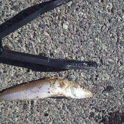 砂浜の女王降臨