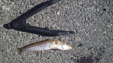 砂浜の女王降臨