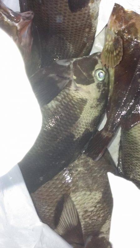 南芦屋浜石畳開幕戦