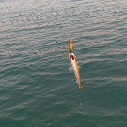 エギングでエソ