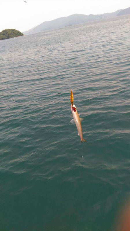 エギングでエソ