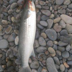 ショアジギング