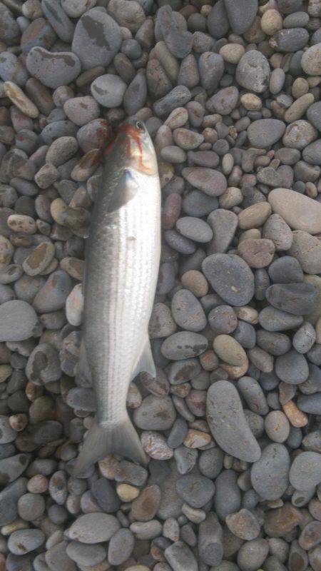 ショアジギング