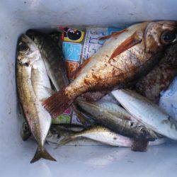 連休釣行釣行１