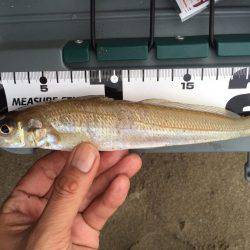 キスちょい投げ