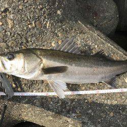 帰って来たあおのすけ