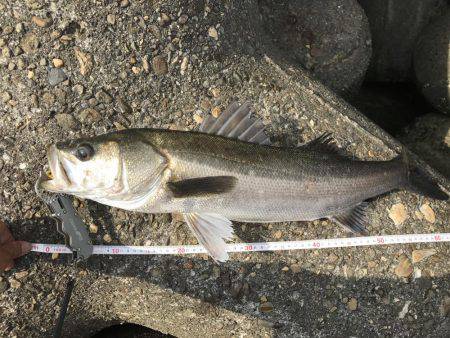 帰って来たあおのすけ