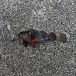 ファミリーフィッシング