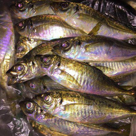 初夏アジング？