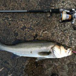 シーバス好調！！