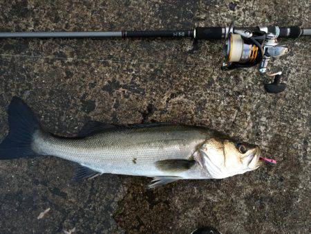 シーバス好調！！