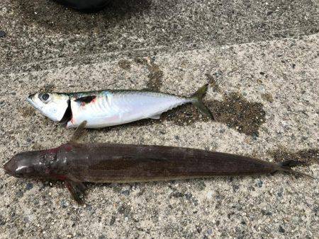 鯖きましたぁ〜♪