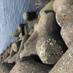 波止フカセ釣り