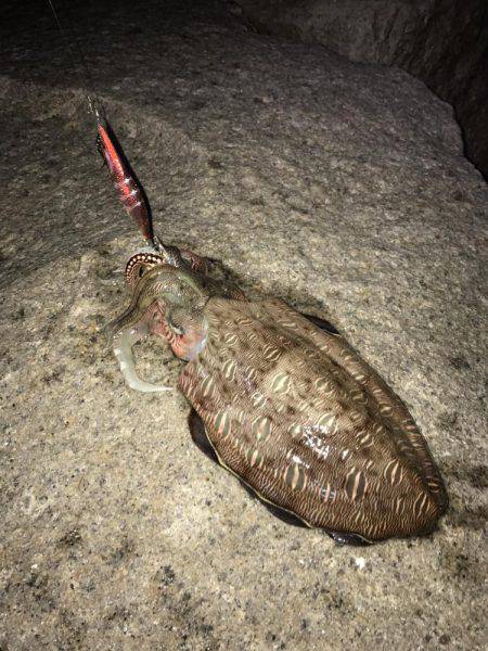 やっと今年もスタート(´∇｀)