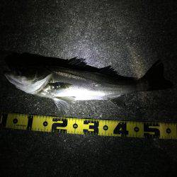 シーバスナイトゲーム