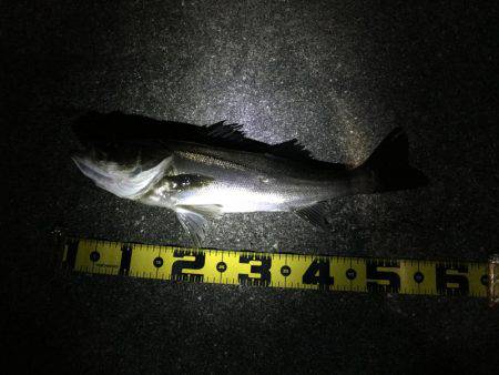 シーバスナイトゲーム