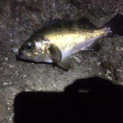 朝マズメに良型メバル